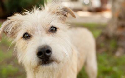 Animal shelters think creatively to help families keep their pets amid “crisis”