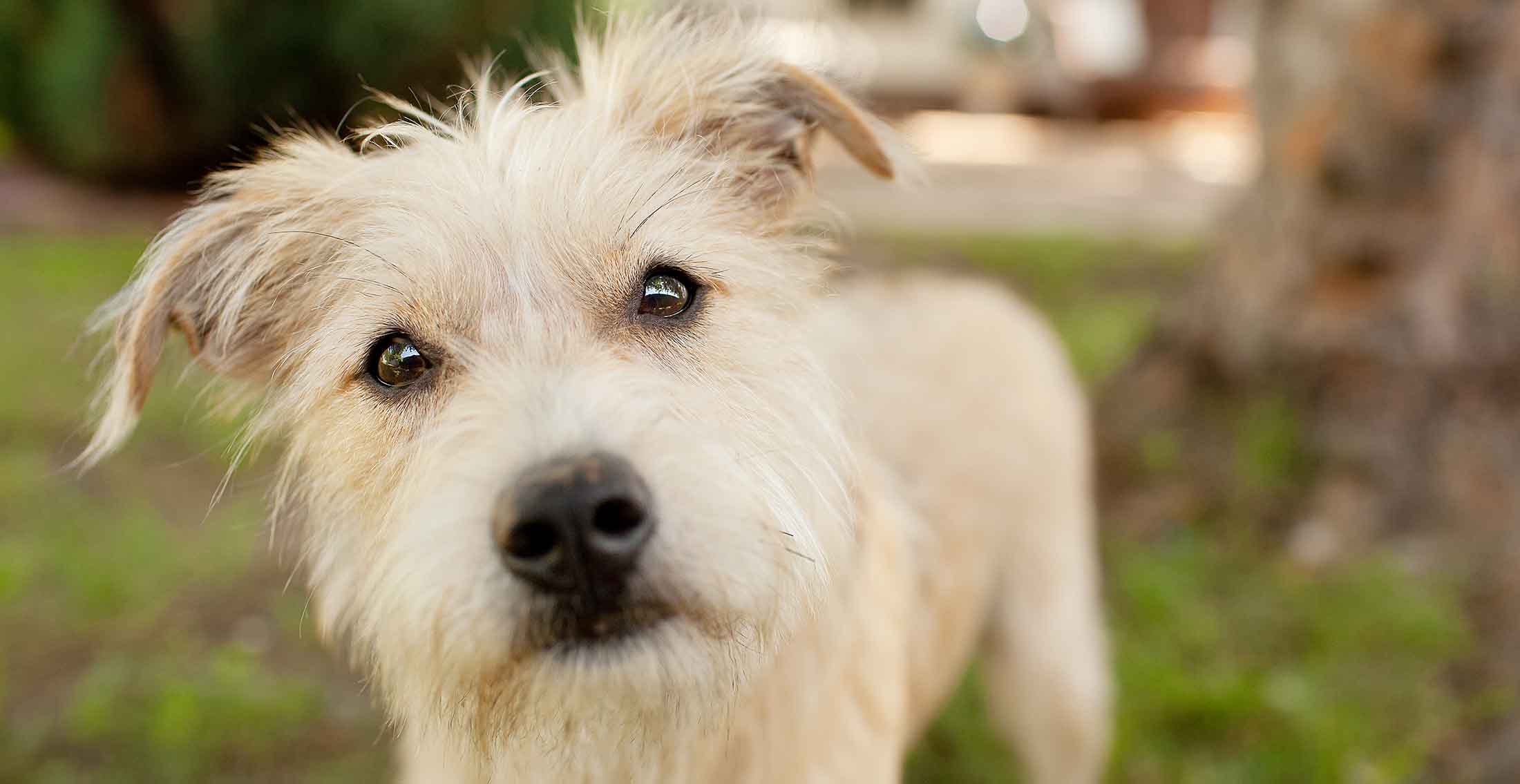 animal welfare alliance animal welfare alliance