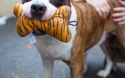 Los refugios de animales del área metropolitana de Denver están saturados