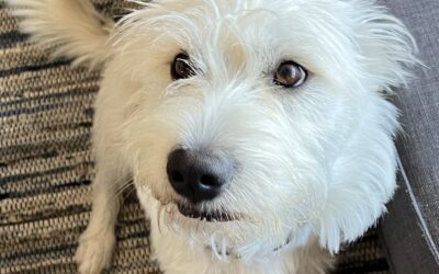 Keeping Pets Safe This Winter: What Colorado Families Need to Know